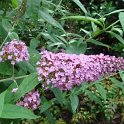 Buddleja davidii 'Fascination' fleur P3